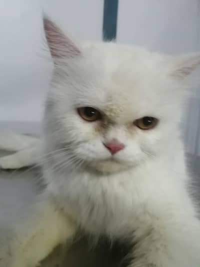 Persion cat for sale
