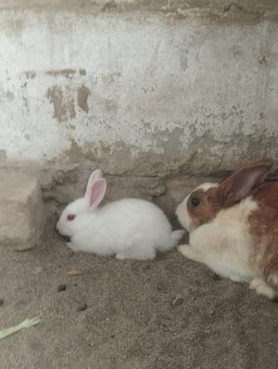 female rabbits