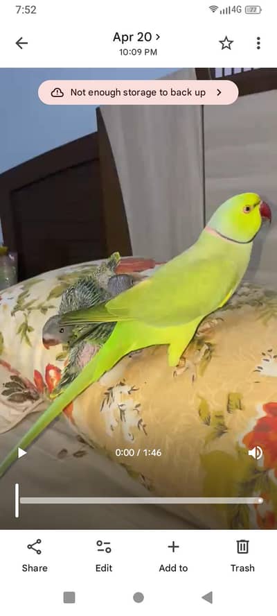 talking and tamed he  vip boltahe