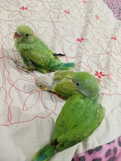 healthy ring neck chicks and pine apple conure chick