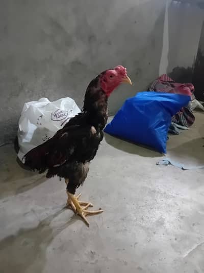 breader aseel cock  10 month