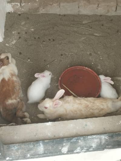 2 female rabbits