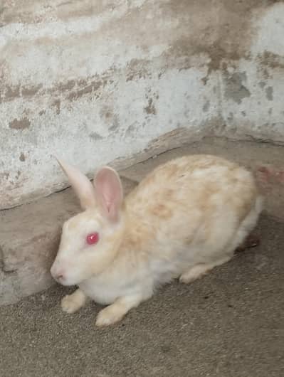 2 female rabbits