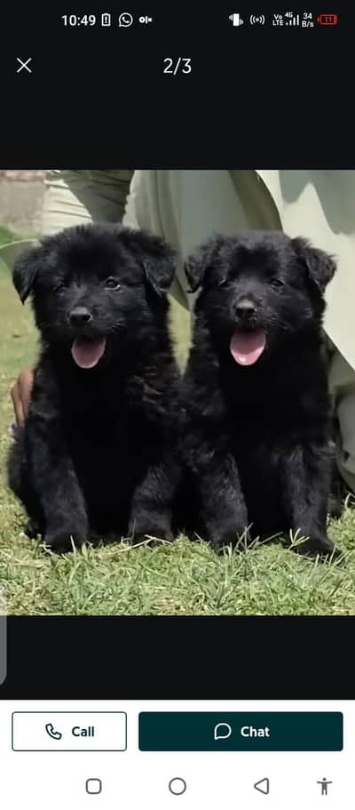 German Shepherd dog for sale my WhatsApp number3314372136