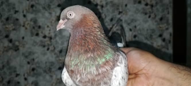 Hiflyer breeder pair active & helthy