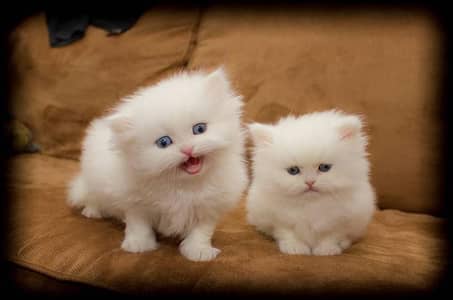 pershean kittens white colour blue eyes triple coted
