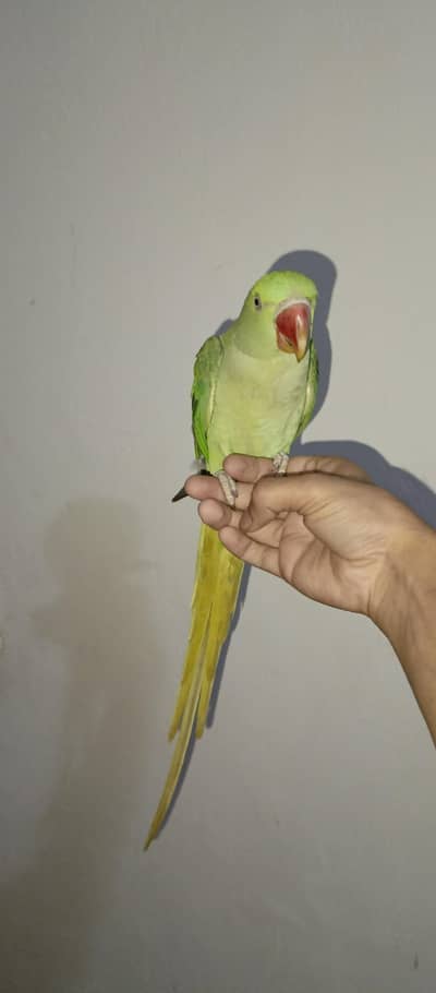 Fully Hand tame Raw female