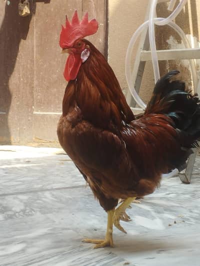 aek murga or aek murgi ande deti hai contact 03254852307