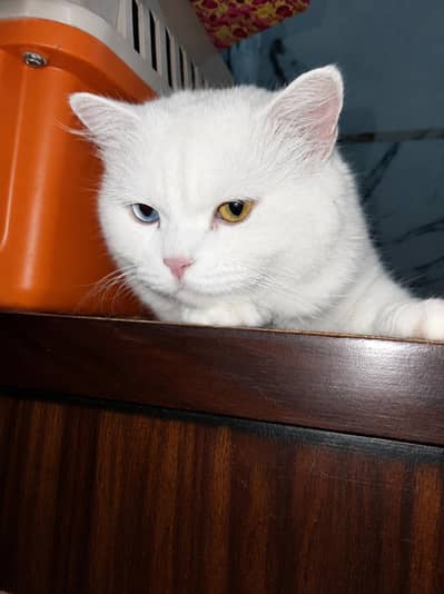 odd eyes male persian cat best for breeding