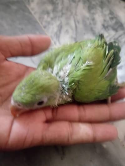 Healthy active chicks