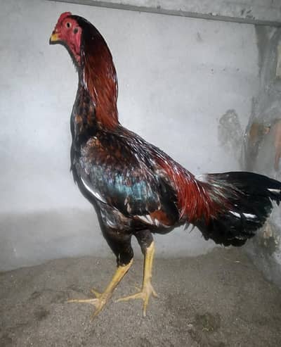 Aseel lakha Patha