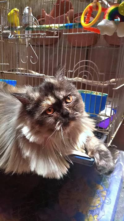 triple cot Persian cats pair for sale