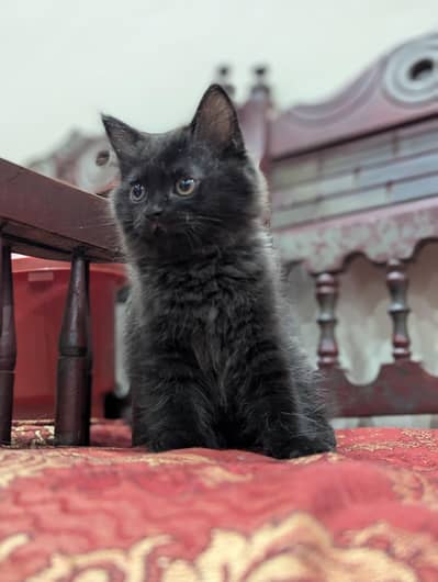 pure black Persian male kitten