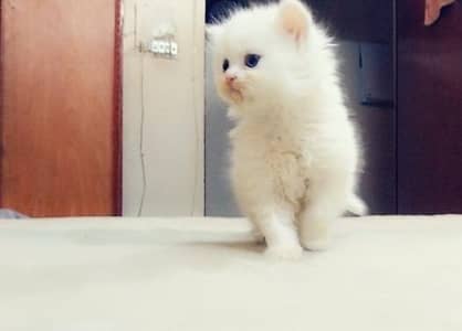 White Persian Kitten