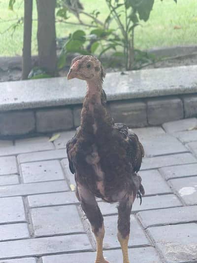 healthy and active chicks