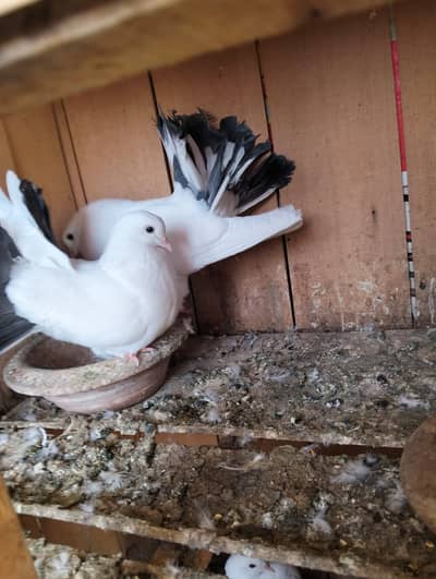 Lakka kabootar for sale