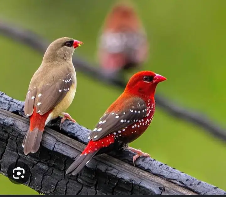 strawberry  finches