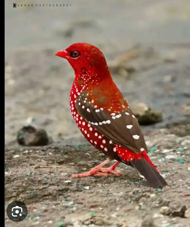 strawberry  finches — photo 2
