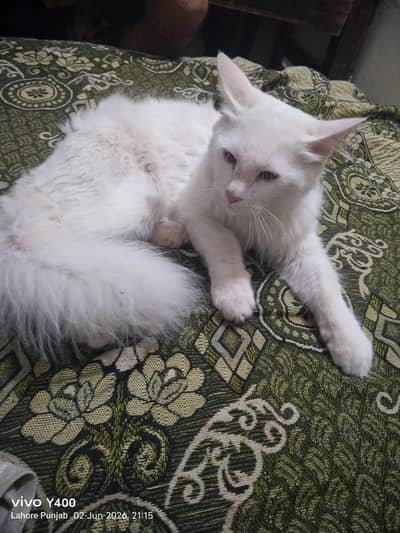 Persian Cat for sale urgently