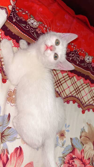 Double coated female kitten