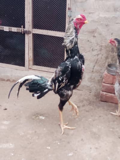 O shamo pair pakayo pair for sell and exchange