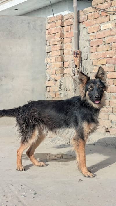 German shepherd
