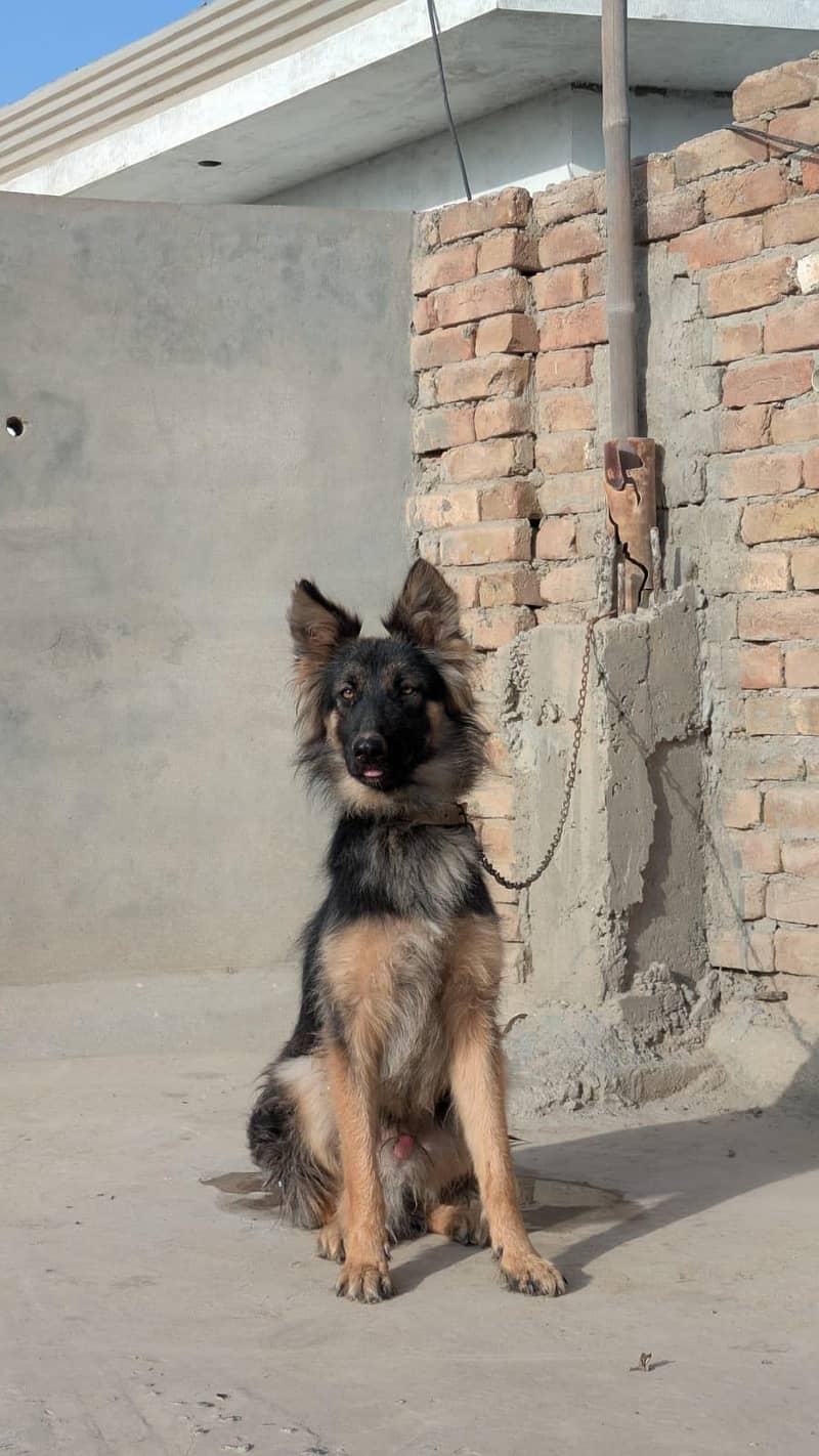 German shepherd 1
