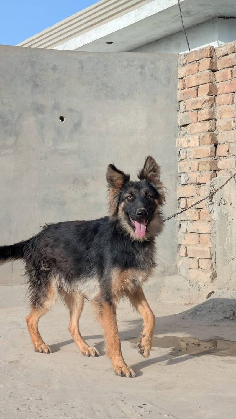 German shepherd 2