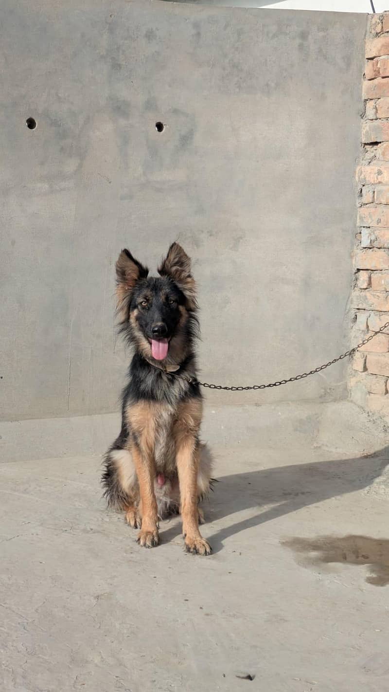 German shepherd 3