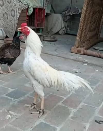 Aseel White Boska