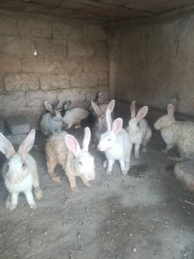 rabbit  for sell 350 par dana (Head) urgent
