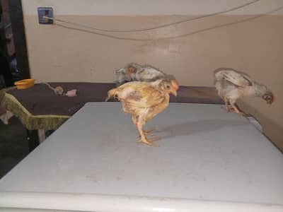 I am selling my chicks 1 male or female 2