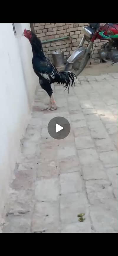 NASAL KA NI PATA
