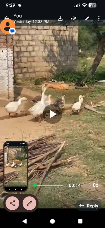 Ducks for sale
