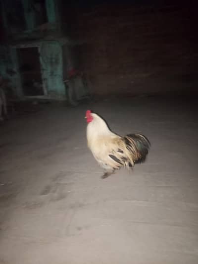 fancy murga