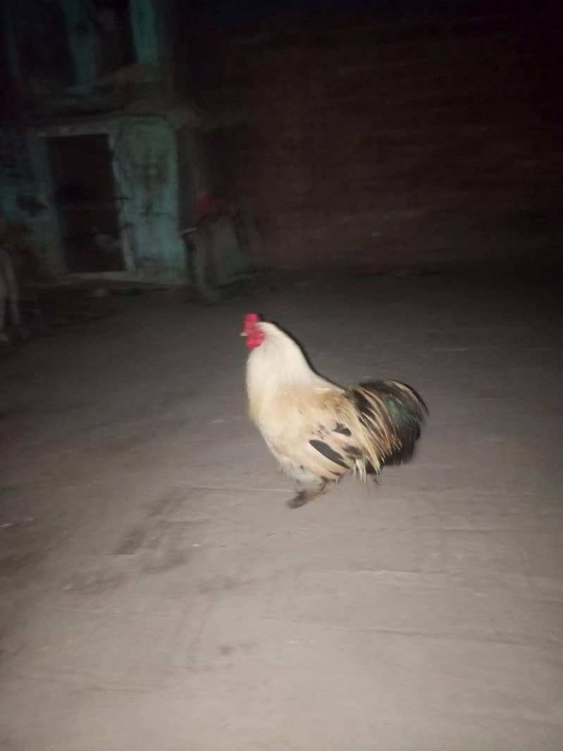fancy murga 0