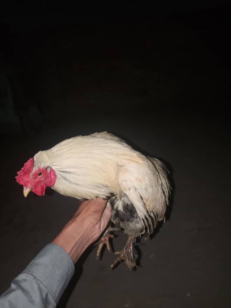 fancy murga 1