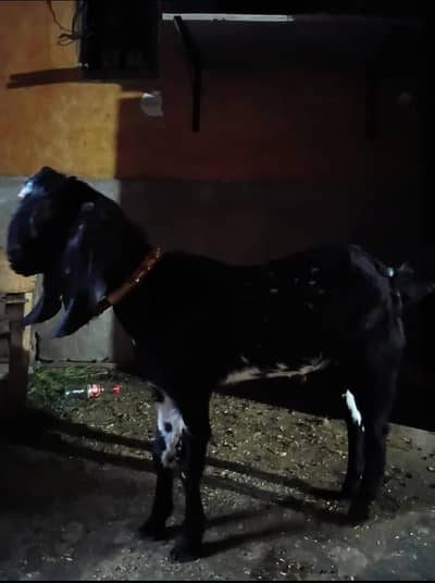 Premium Goat Pair (Nar + Mada) For Sale
