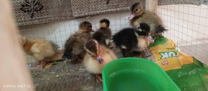 Duck Forsel total 6 Duck 500 per duk