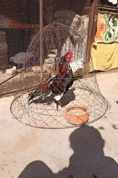 Aseel Mianwali for sale