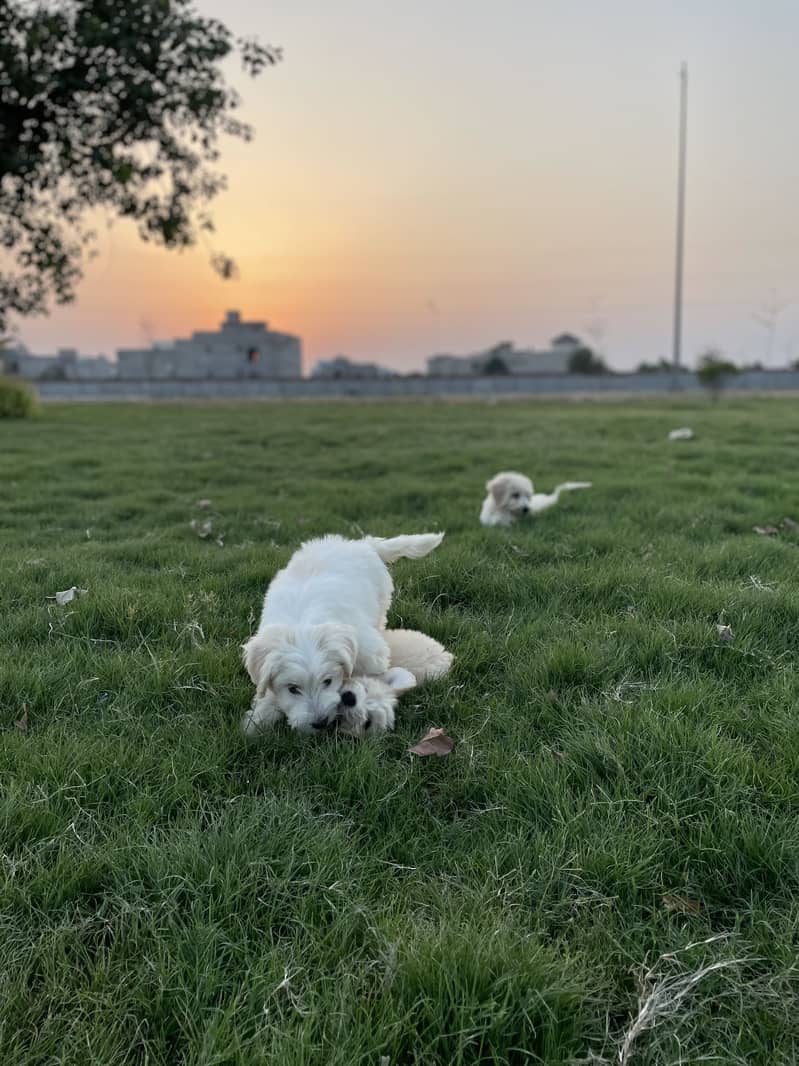 Maltese pupies | imported puppies | Maltese pair for sale 14