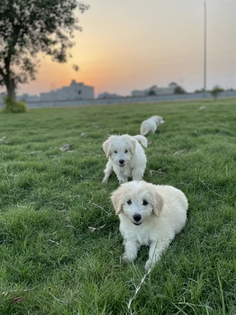 Maltese pupies | imported puppies | Maltese pair for sale — photo 2