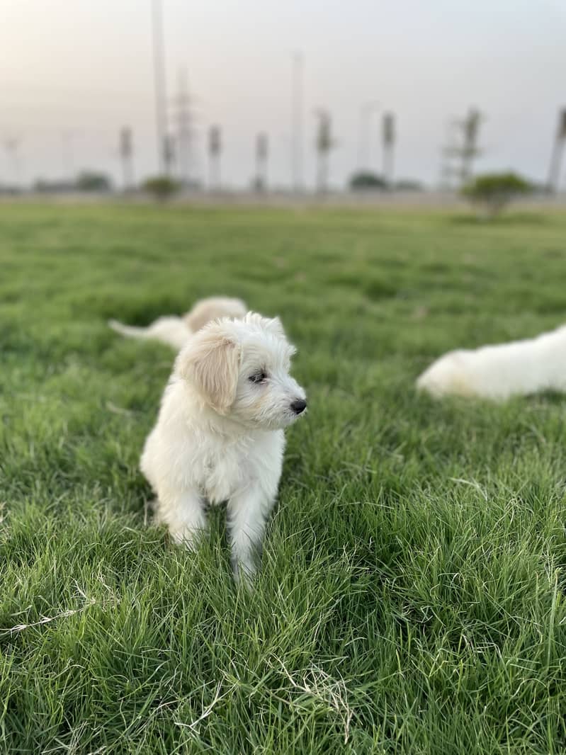 Maltese pupies | imported puppies | Maltese pair for sale 0