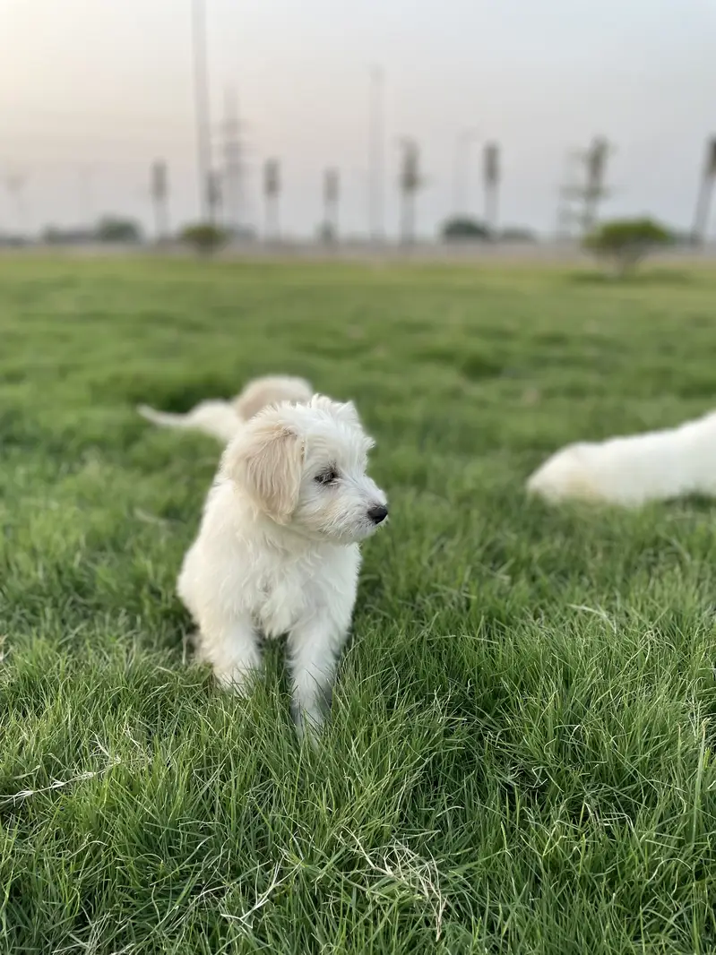 Maltese pupies | imported puppies | Maltese pair for sale