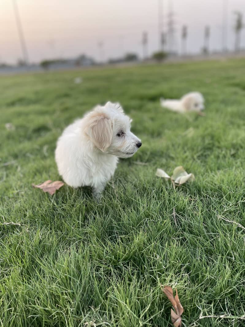 Maltese pupies | imported puppies | Maltese pair for sale 15