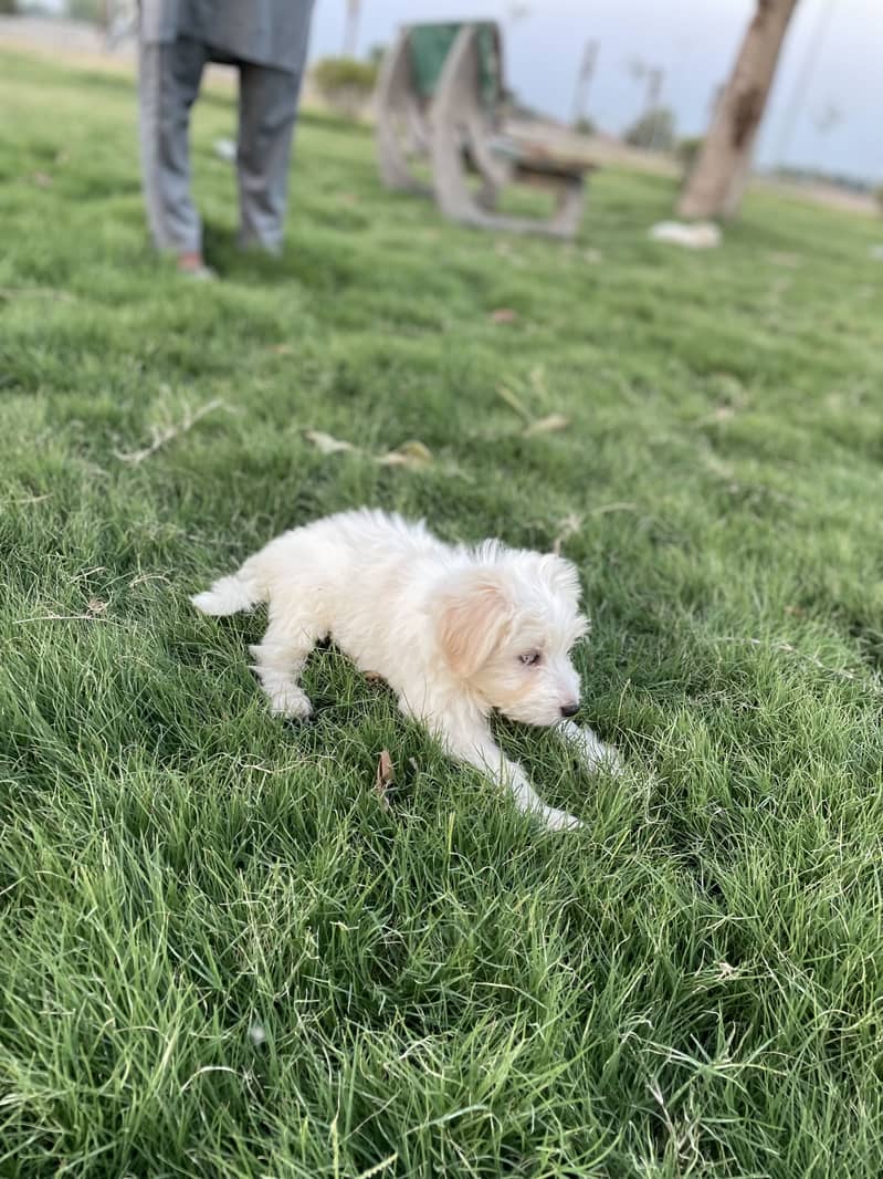 Maltese pupies | imported puppies | Maltese pair for sale 17