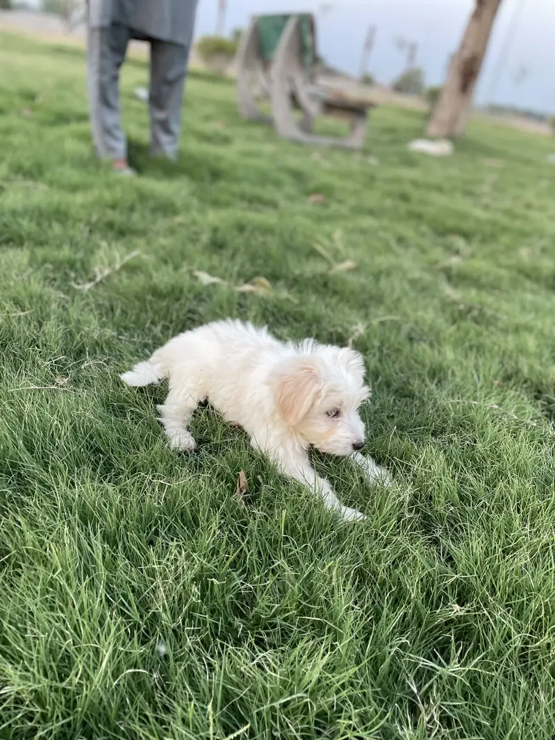 Maltese pupies | imported puppies | Maltese pair for sale — photo 6