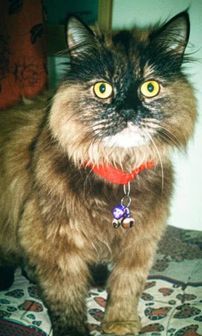 Persian Female Cat for Sale