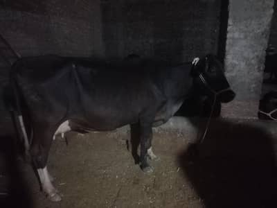 Mashallah healthy and active jarsi fresion cow