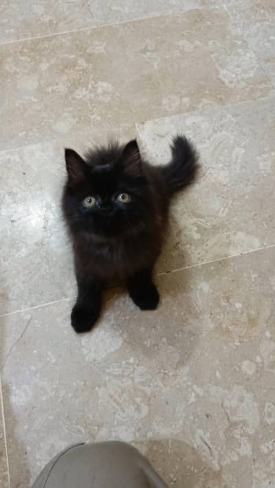 Jutt Black Persian Kitten(Triple coated)(Cash on Delivery)(Karachi)